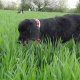 375002_521230087944112_1610799077_n