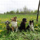 935568_521228397944281_1073896572_n