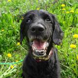 971267_521227217944399_1472929537_n