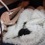 13439094_1143955509004897_7758157590422936835_n