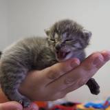 17620461_1407300392670406_7216303467113715701_o