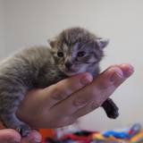 17621915_1407300389337073_7417936726070374065_o