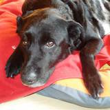 18301168_1452410761492702_3052370000416351515_n