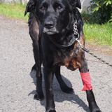 18342707_1454308324636279_853173393527630705_n