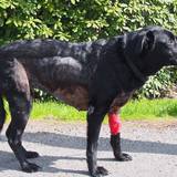 18358888_1454311071302671_2393172231092388473_o