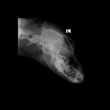 šance zvíratum_191106_HEAD_0000_PrimaConsole