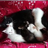 82253716_703907447027412_7231616734707318784_n