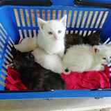 96358756_250920429684664_8551961355911954432_n