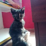 105485460_320542835628126_6264727143147354959_n