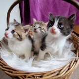 IMG-20220604-WA0000-01