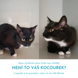 Ovoce Fotka Trhy Prostý Koláž Instagram