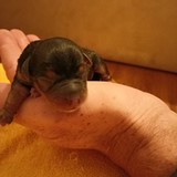 1. holcicka 20.48 175g