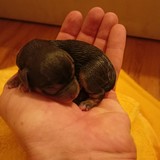 1. holčička2 20.48 175g