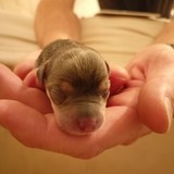 3. chlapeček 22.04 177g