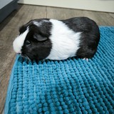 Messenger_creation_8B7B46DE-AB7F-4CA2-924F-37E46D9A94A0