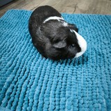 Messenger_creation_15C095A2-C188-4A8D-AB40-3BA26CCAA11D