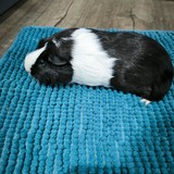 Messenger_creation_4D3FC11C-04FD-40DA-A871-2B31820991CB