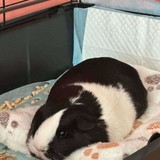 Messenger_creation_7173F09F-4B10-4CDA-BEB1-E9E4CF906AB9