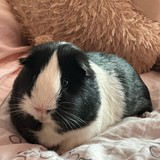 Messenger_creation_011D325D-F9FF-4493-B28A-4F2DA03ABC9D