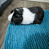 Messenger_creation_059B977A-749C-425E-A8D2-8E9D5E3E3B47