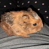 Messenger_creation_D7B36230-68A3-4814-89DF-D8EEDE2C425A