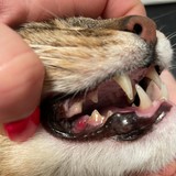 IMG-20250304-WA0015(1)