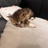 0797525c-b846-4526-9244-fd49b4b7472b