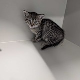 ffc61754-c05b-4ebf-8289-3f57603951e7