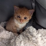 fecf1ab2-3702-416a-9a8e-67495555c2ac