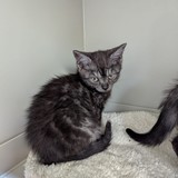 d3447b7f-eeda-4f3b-981c-a29da7312370