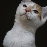 e87e0e86-e2fb-492d-9a5a-58106655c881