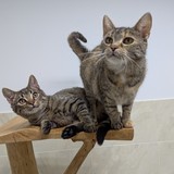 PXL_20251018_173504298.MP