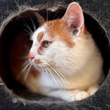 8e698e76-4f52-4bcd-a484-72cecbd04445