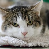 33855a63-2a91-4f94-9ffa-b9d59193b6d6