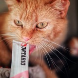 b25625ea-3384-4434-b540-a3713d531438