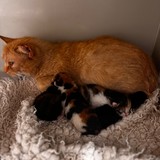 e114594f-2c85-48cd-af9a-498e5c810c2d