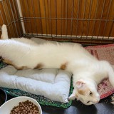 IMG-20260523-WA0008