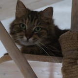 IMG-20260601-WA0016