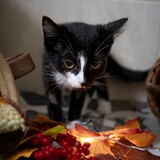 IMG_5281